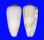 CONIDAE CONUS MAGUS RAPHANUS shell