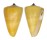 CONIDAE CONUS QUERCINUS shell