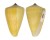 CONIDAE CONUS QUERCINUS shell