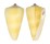 CONIDAE CONUS QUERCINUS shell