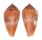CONIDAE CONUS CORALINUS shell