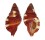RANELLIDAE SEPTA RUBECULUM shell