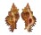 MURICIDAE CHICOREUS STRIGATUS shell