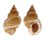 BURSIDAE BURSA GRANULARIS shell
