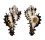 MURICIDAE MUREX SCORPIO shell