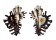 MURICIDAE MUREX SCORPIO shell