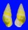 LANDSNAIL AMPHIDROMUS QUADRASI SOLIDA shell