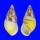 LANDSNAIL AMPHIDROMUS QUADRASI SOLIDA shell