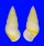LANDSNAIL AMPHIDROMUS QUADRASI SOLIDA shell