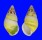 LANDSNAIL AMPHIDROMUS QUADRASI SOLIDA shell