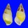 LANDSNAIL AMPHIDROMUS QUADRASI SOLIDA shell