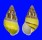LANDSNAIL AMPHIDROMUS QUADRASI SOLIDA shell