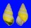 LANDSNAIL AMPHIDROMUS QUADRASI SOLIDA shell