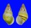 LANDSNAIL AMPHIDROMUS QUADRASI SOLIDA shell