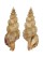 TURRIDAE TRITONOTURRIS AMABILE shell