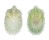 FISSURELLIDAE HEMITOMA PANHI shell