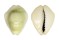 CYPRAEIDAE MONETARIA MONETA shell