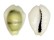 CYPRAEIDAE MONETARIA MONETA shell