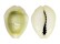 CYPRAEIDAE MONETARIA MONETA shell