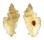 MURICIDAE PTERYNOTUS TRIPTERUS shell