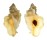 MURICIDAE PTERYNOTUS TRIPTERUS shell