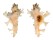 MURICIDAE HOMALOCANTHA ZAMBOI shell