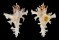 MURICIDAE HOMALOCANTHA ZAMBOI shell