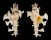 MURICIDAE HOMALOCANTHA ZAMBOI shell