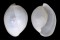 HAMINOEIDAE ATYS NAUCUM shell
