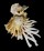 SPONDYLIDAE SPONDYLUS VARIEGATUS shell