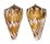 CONIDAE CONUS CAPITANELLUS shell