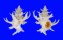 CORALLIOPHILIDAE BABELOMUREX SPINOSUS JEANNEAE shell