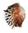 CHAMIDAE CHAMA  DUNKERI shell