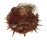 SPONDYLIDAE SPONDYLUS OCELLATUS shell