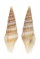 TURRIDAE INQUISITOR SPECIES shell