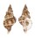 RANELLIDAE SASSIA SEMITORTA shell