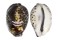 CYPRAEIDAE CYPRAEA TIGRIS shell