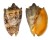 VOLUTIDAE CYMBIOLA IMPERIALIS shell