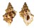 BURSIDAE BURSA QUIRIHORAI shell