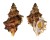 BURSIDAE BURSA QUIRIHORAI shell