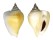 STROMBIDAE LAEVISTROMBUS TURTURELLA shell