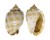CASSIDAE PHALIUM BANDATUM shell