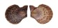 PECTINIDAE CHLAMYS SQUAMOSA shell