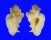 MURICIDAE PTERYNOTUS TRIPTERUS shell