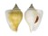 STROMBIDAE LAEVISTROMBUS TURTURELLA shell