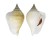 STROMBIDAE LAEVISTROMBUS TURTURELLA shell