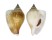 STROMBIDAE LAEVISTROMBUS TURTURELLA shell