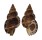 BURSIDAE BURSA GRANULARIS shell