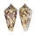 CONIDAE CONUS AMMIRALIS shell