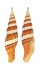 MITRIDAE VEXILLUM CITRINUM COMPRESSA shell